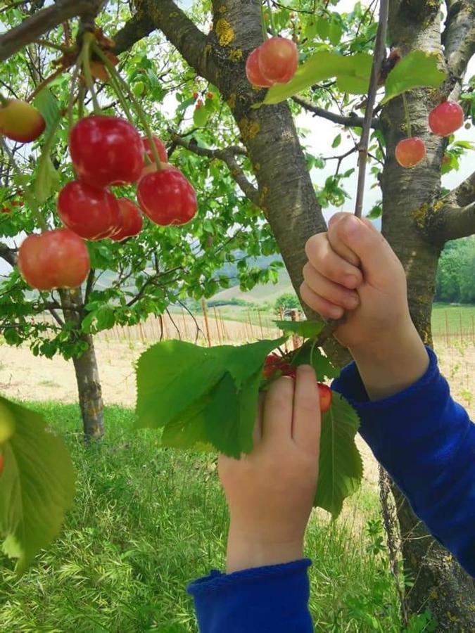 Cascina Valtignosa Camere Con Vigna Cassine Bagian luar foto