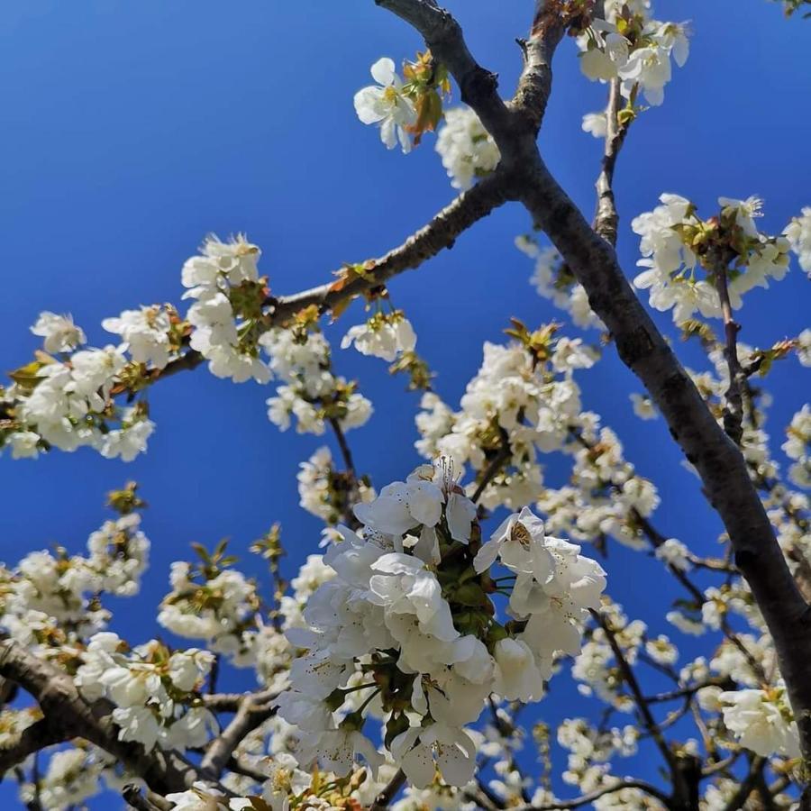 Cascina Valtignosa Camere Con Vigna Cassine Bagian luar foto