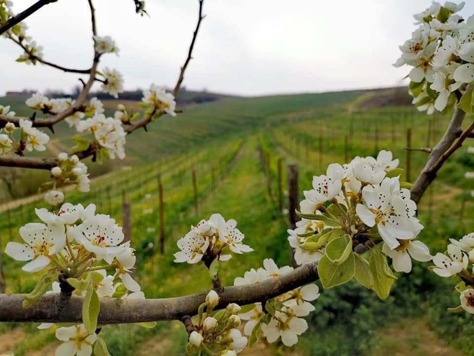 Cascina Valtignosa Camere Con Vigna Cassine Bagian luar foto