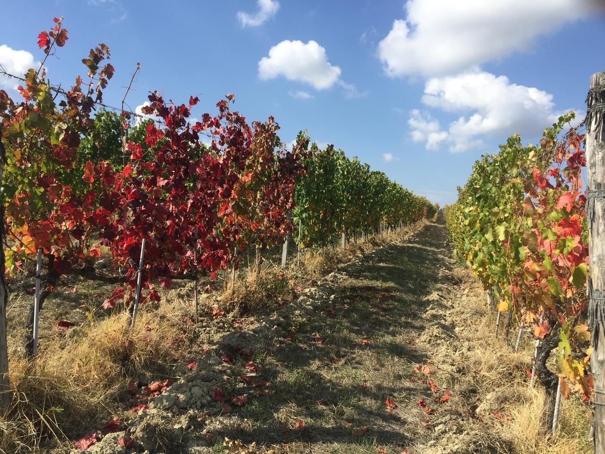 Cascina Valtignosa Camere Con Vigna Cassine Bagian luar foto